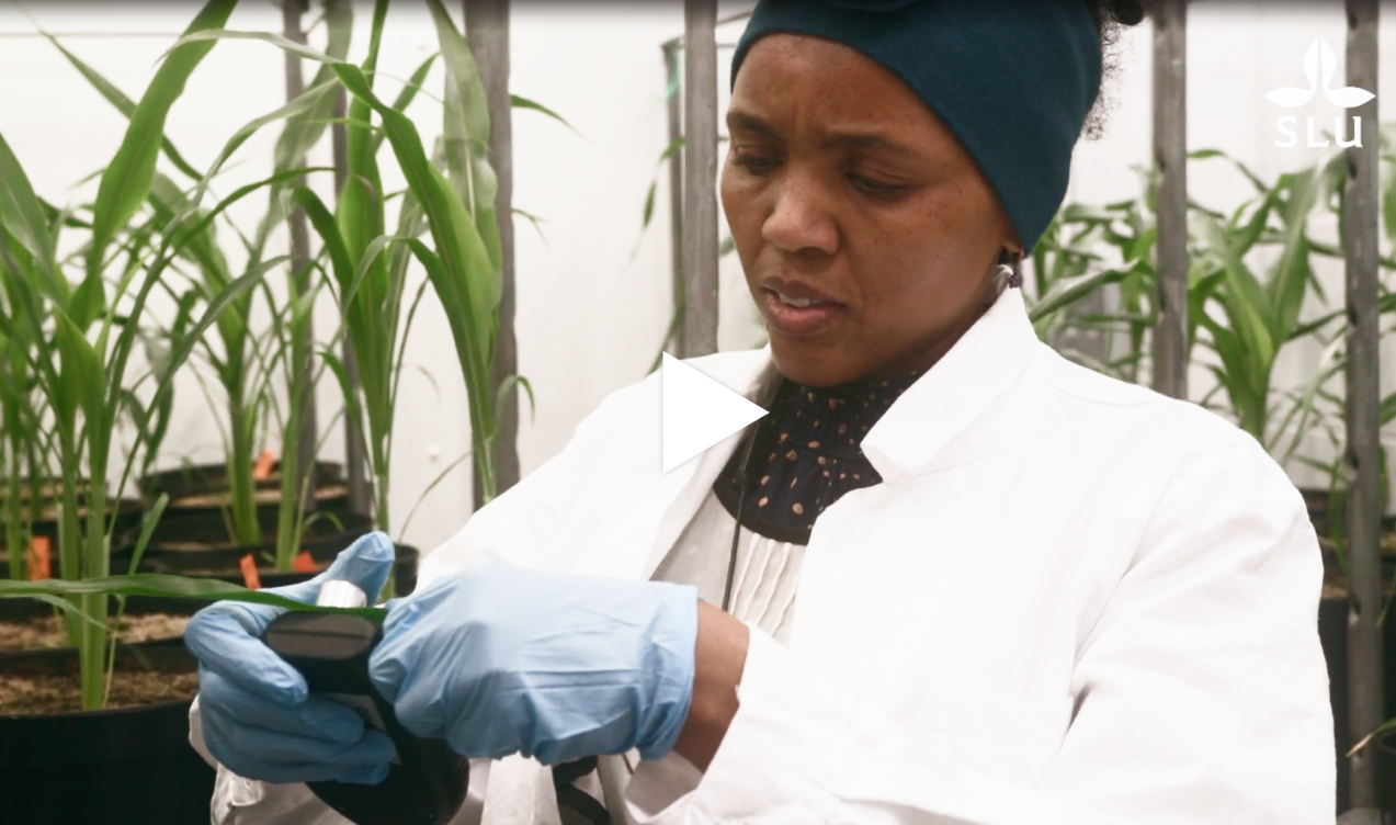 Biotronen in Alnarp stands as Sweden's largest plant research facility.​